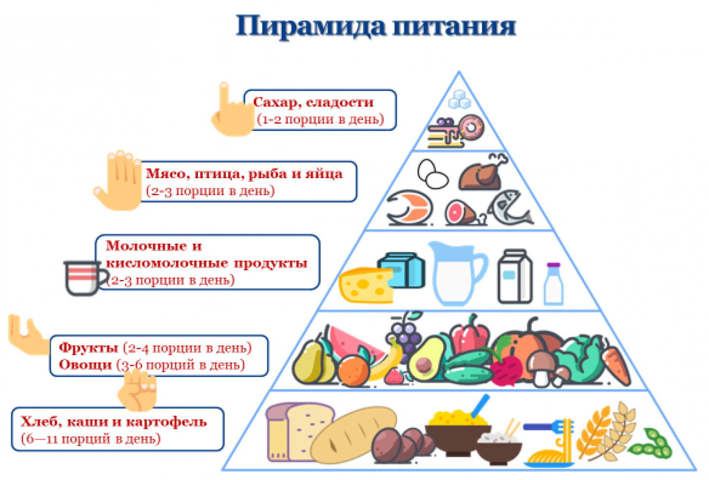 Пирамида здорового питания в картинках